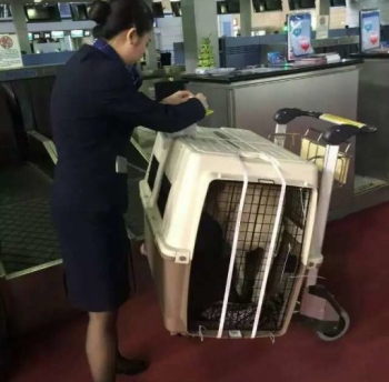Pet relocation In April