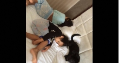 About  pet relocation