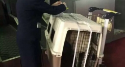 Pet relocation In April